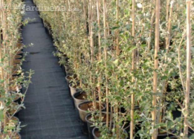 Populus alba Cont.10 lts.