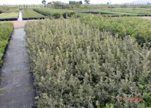 Quercus ilex ballota