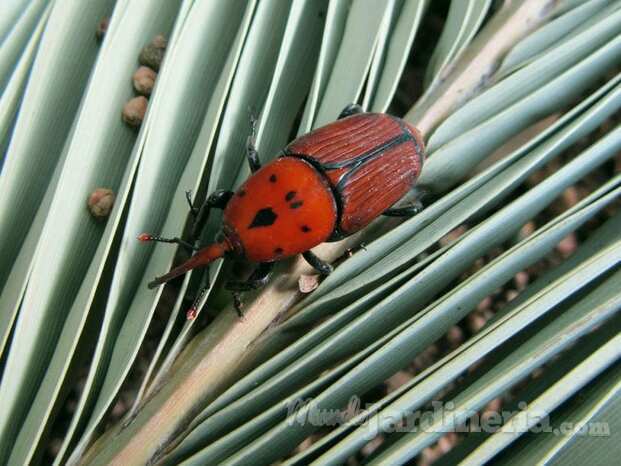 Picudo Rojo