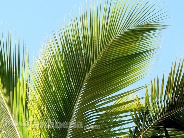 Hoja palmera