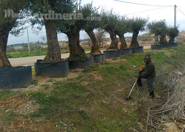 Olivos, limpieza del terreno