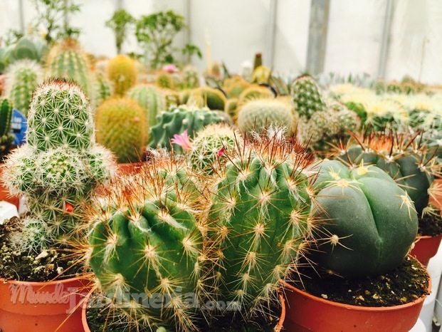 Jardines de cactus
