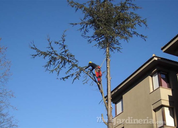 Arboricultura