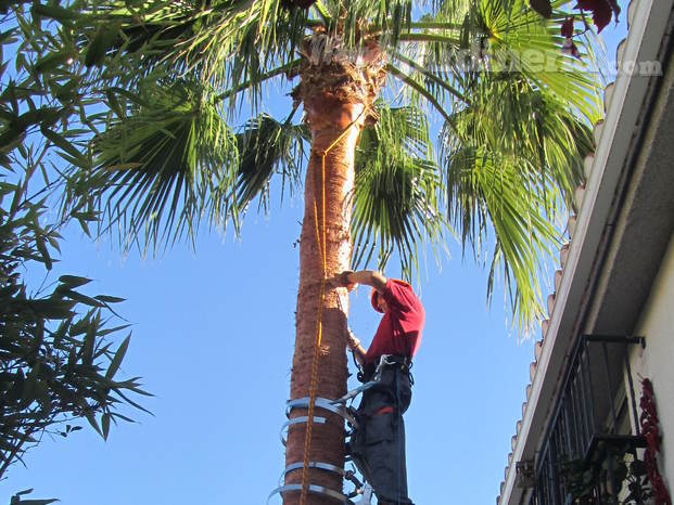 Poda de palmera en altura.