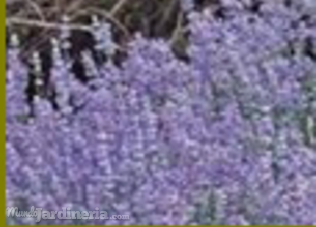 Lavanda