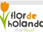 FLOR DE HOLANDA