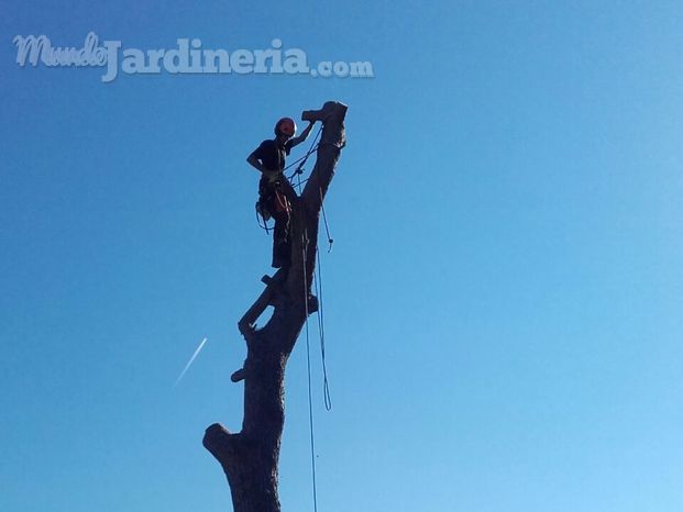 Arboricultura i jardineria Joan Duarte