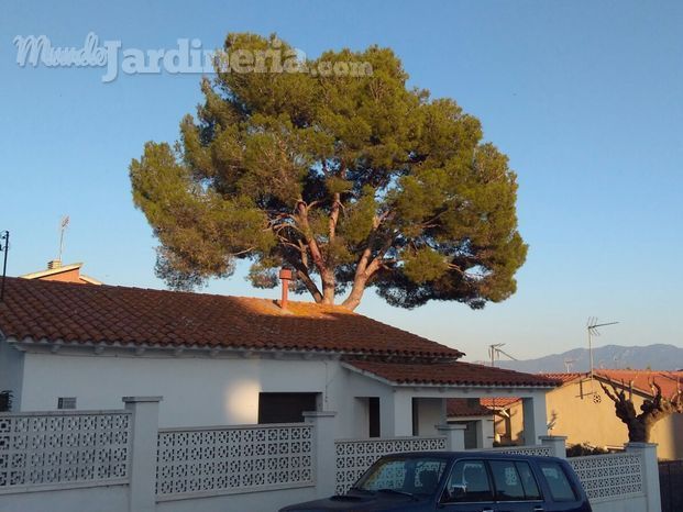 Arboricultura i jardineria Joan Duarte