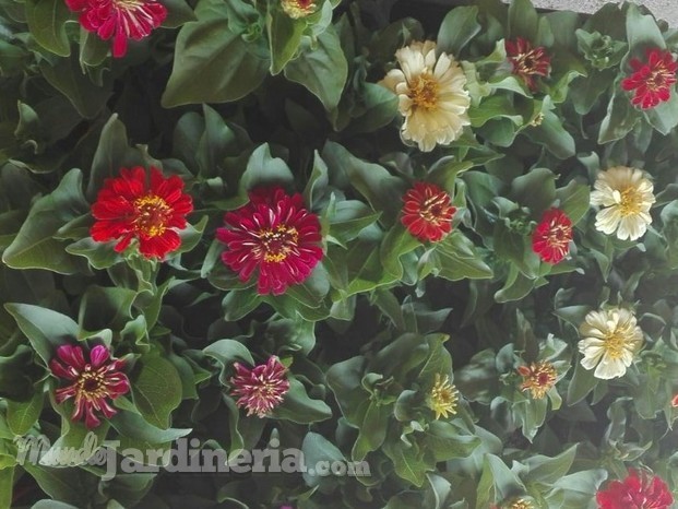 Zinnias.jpg