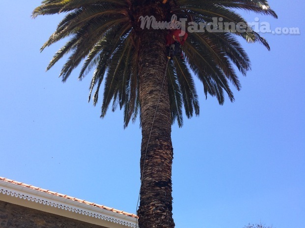 trabajos verticales en poda de palmeras