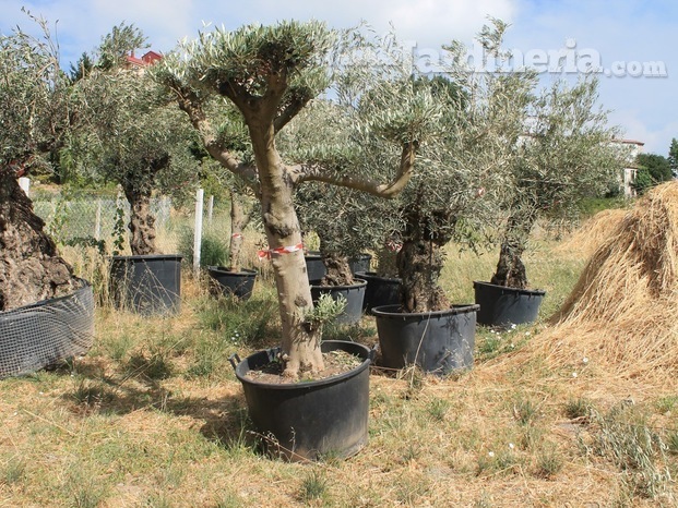 Venta de olivos