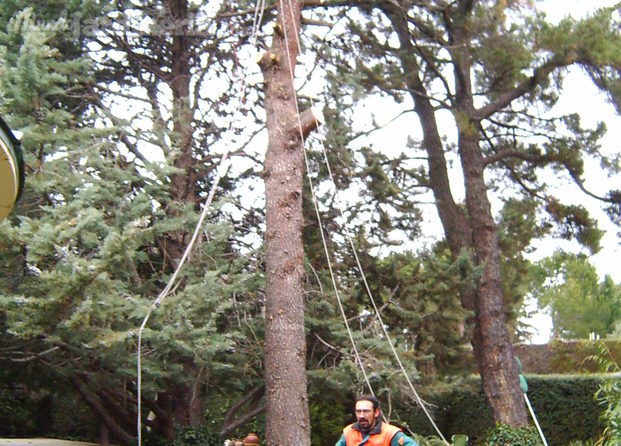 Tala de cedro