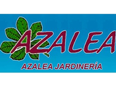Azalea Jardineria
