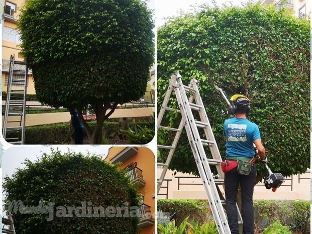 Poda de ficus.jpg