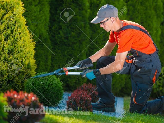 41101233-Jardinero-Profesional-en-el-Trabajo-Plantas-jardinero-recorte-Jard-n-Arte-Topiary--Foto-de-