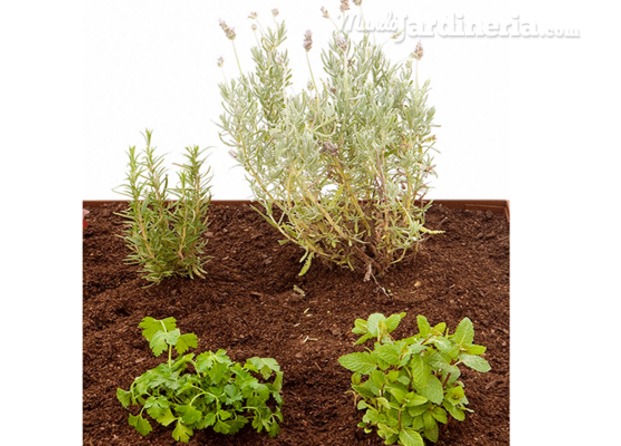 Cultiva plantas aromática