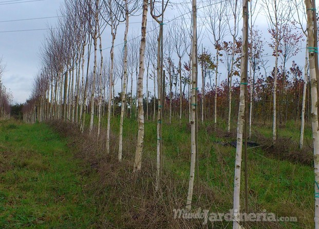 Betula utilis var.Jacquemontii