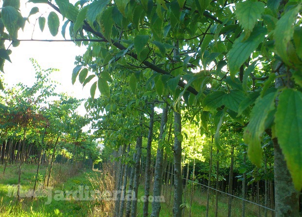 Cercis siliquastrum y Celtis australis al fondo