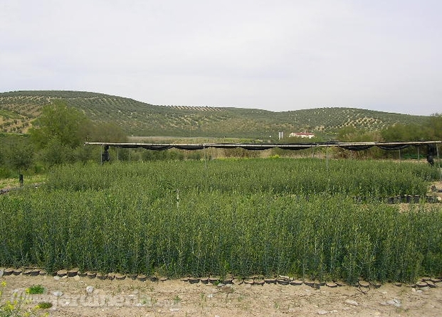 Castro del Río