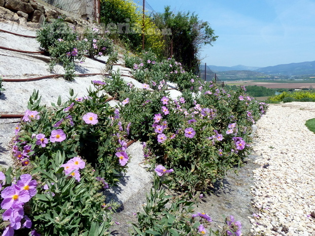 Proyecto y realización de jardín en Mendigorría (Navarra)