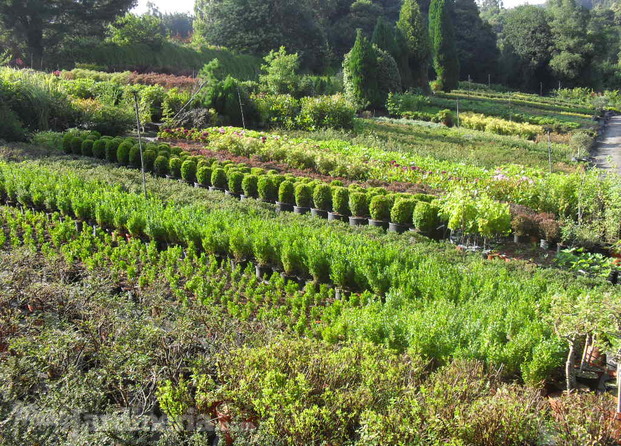 Exposición planta