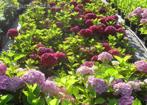 Hortensias