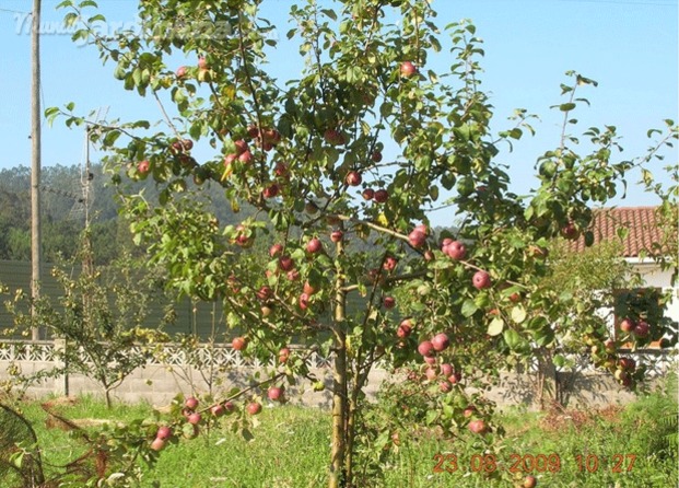 Árbol frutal