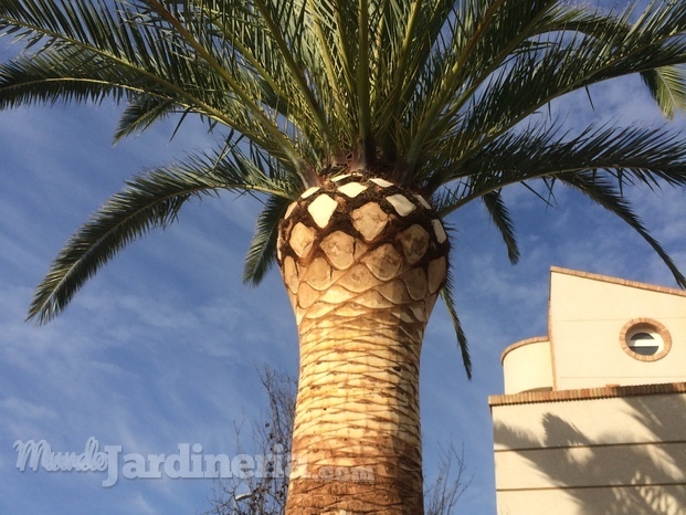 Poda palmera Phoenix Canariensis 