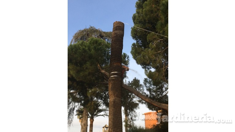 Abatimiento de palmera