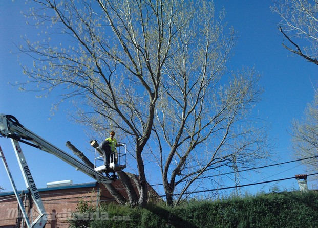 Poda con pluma