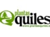 Plantas Quiles