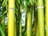 Albambu