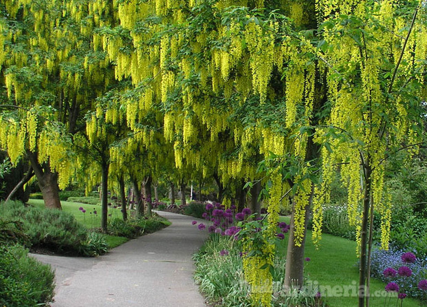 Laburnum