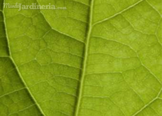 Medio Ambiente Desarrollo