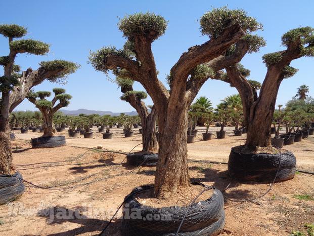 Olea europaea macrobonsai