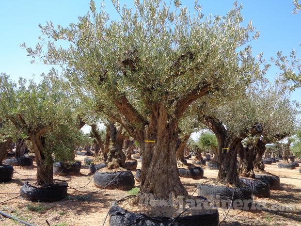 Olea europaea