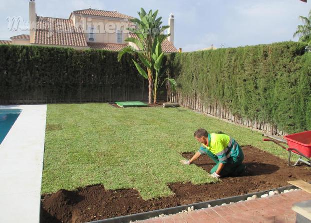 Colocación de césped natural en tepes. 