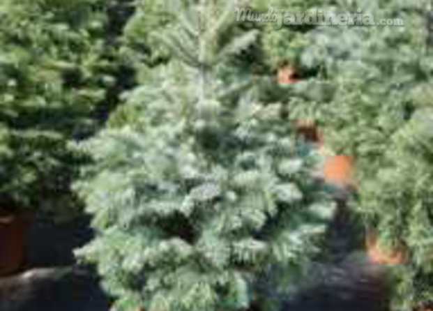 abies concolor