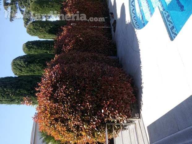 Photinias con cipreses