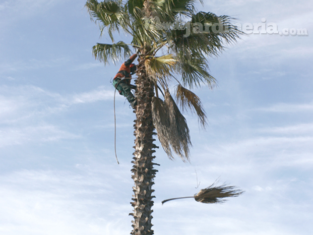 Poda de Palmera