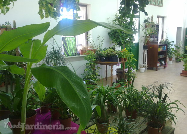 Plantas