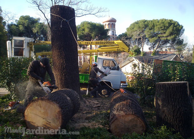 Tala de cedro