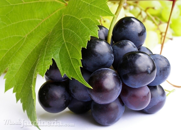 Uvas