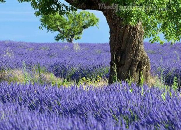 Lavanda