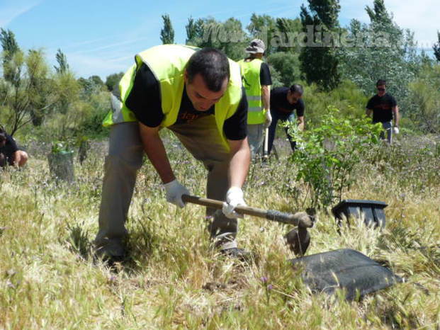 Trabajos forestales