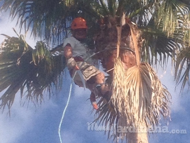 Poda de palmera washintonia