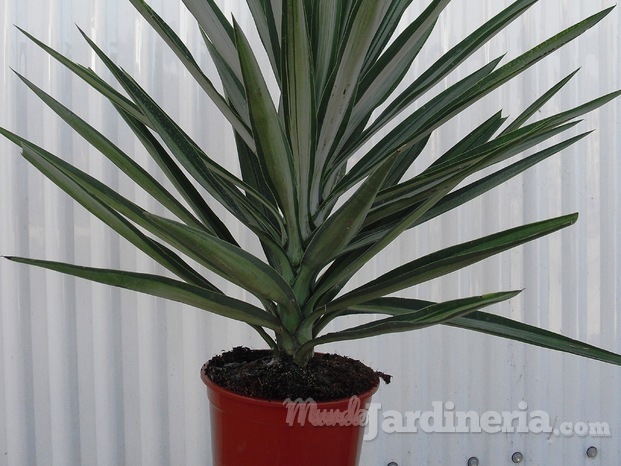 Yucca Emilia m20