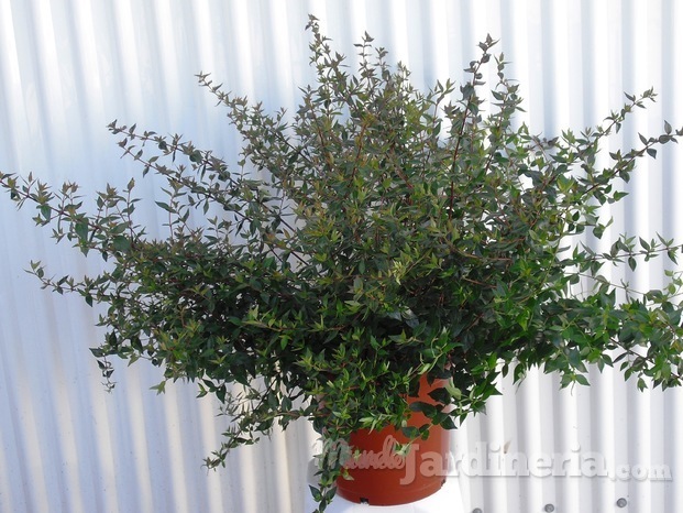 Abelia Floribunda c25