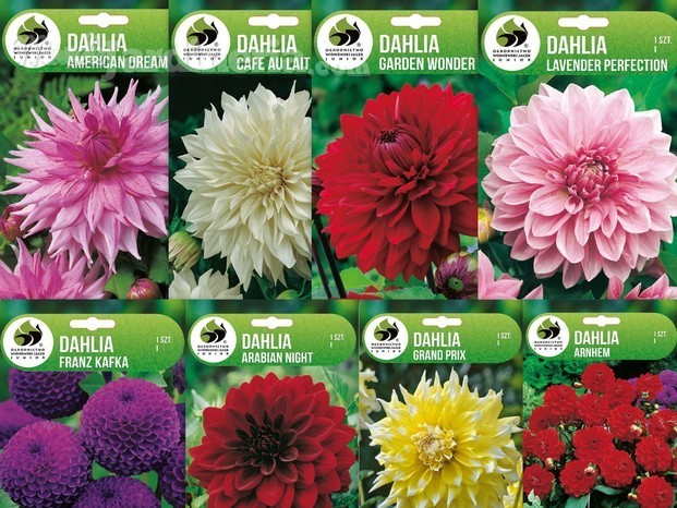 Dahlia