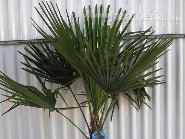 Trachycarpus Fortunei C30